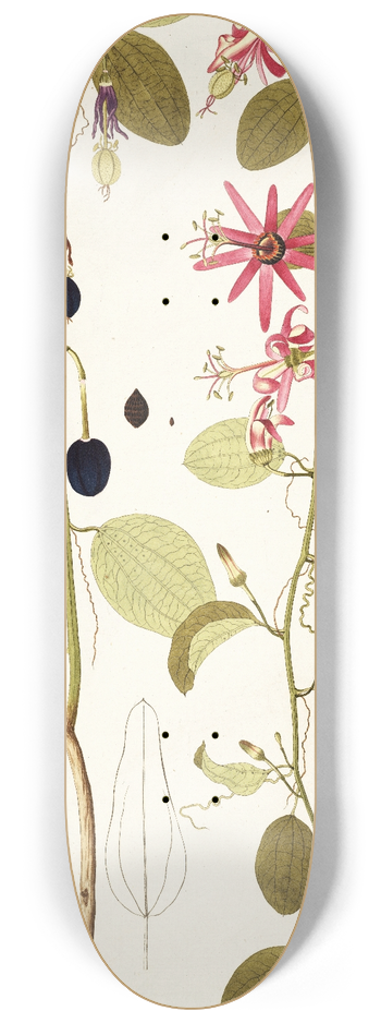 Nikolaus Joseph Freiherr von Jacquin - Passiflora cuprea 8.25 inch art skate deck