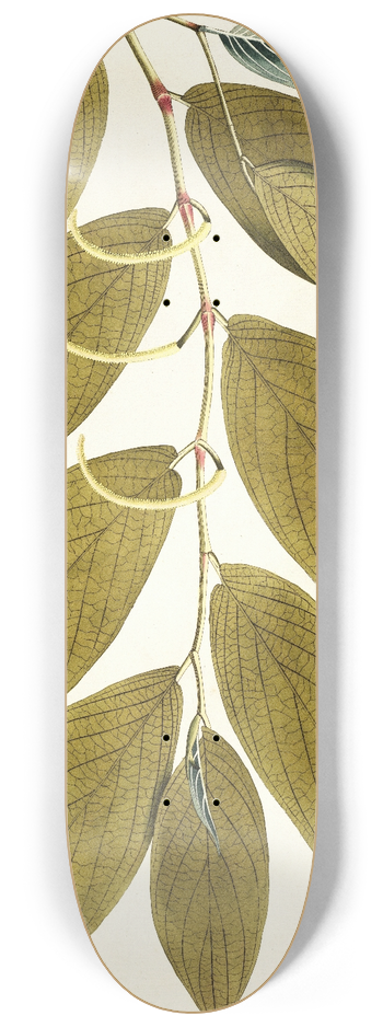 Nikolaus Joseph Freiherr von Jacquin - Piper aduncum 8.25 inch art skate deck