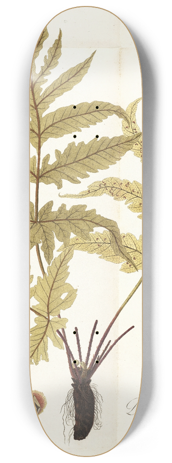 Nikolaus Joseph Freiherr von Jacquin - Polypodium hippocrepis 8.25 inch art skate deck