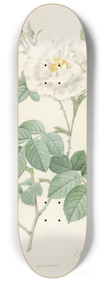 Pierre Joseph Redout - Rosa Alba Flore Pleno 8.25 inch art skate deck