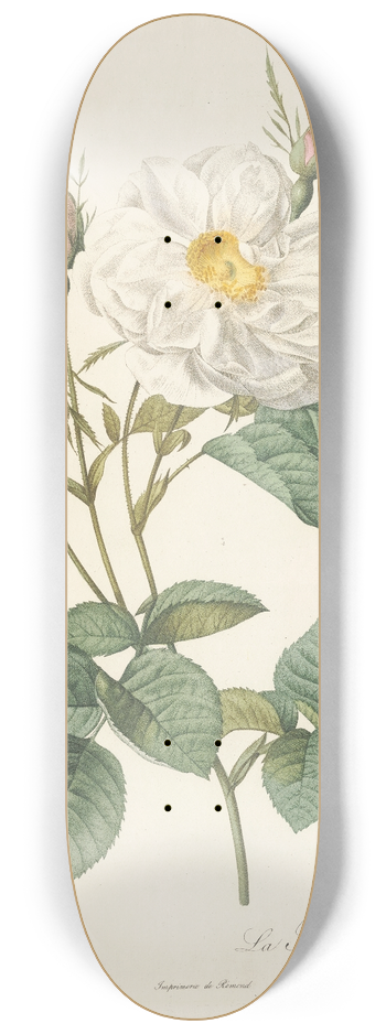 Pierre Joseph Redout - Rosa Alba foliacea 8.25 inch art skate deck
