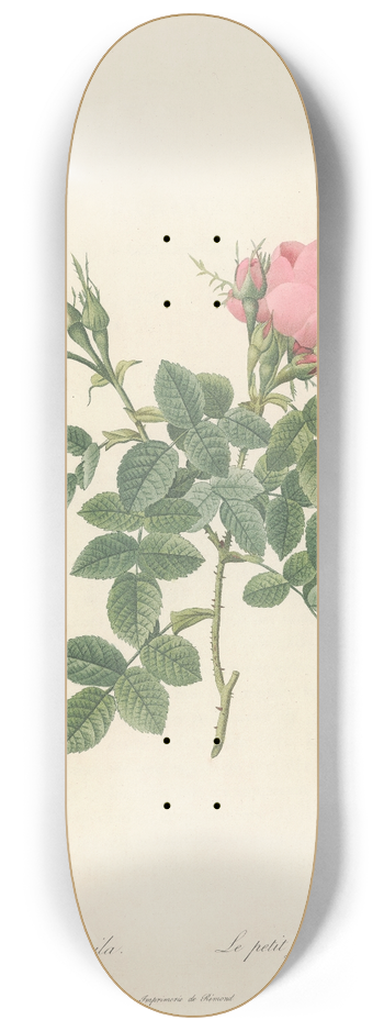 Pierre Joseph Redout - Rosa Bifera Pumila 8.25 inch art skate deck