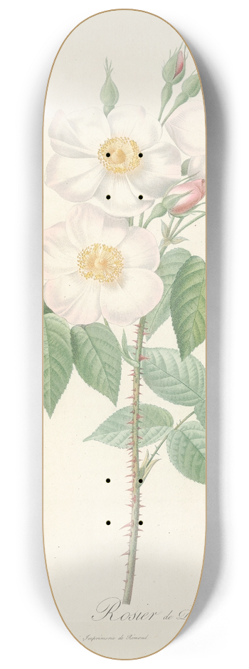 Pierre Joseph Redout - Rosa Damascena Subalba 8.25 inch art skate deck