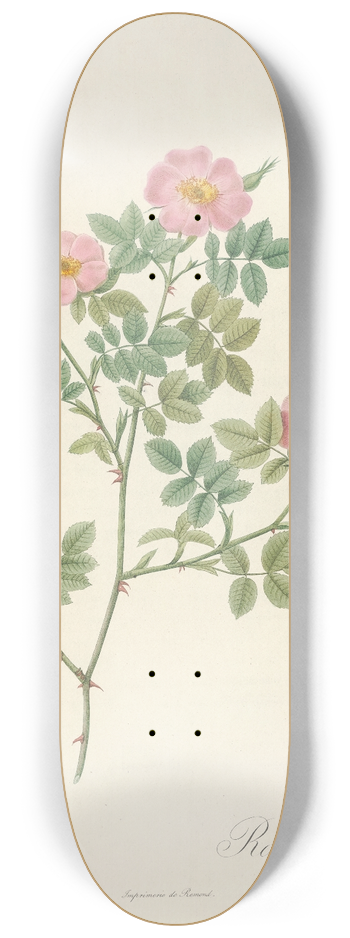 Pierre Joseph Redout - Rosa Dumetorum 8.25 inch art skate deck
