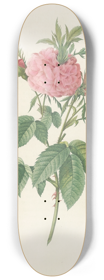 Pierre Joseph Redout - Rosa Gallica Agatha (Var. Prolifera) 8.25 inch art skate deck
