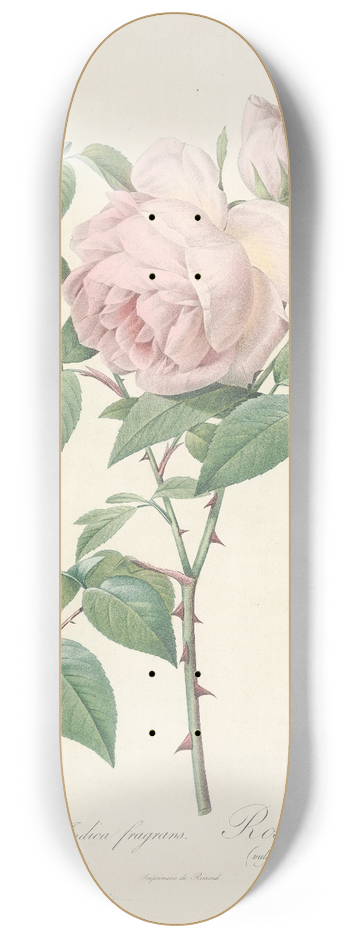 Pierre Joseph Redout - Rosa Indica Fragrans 8.25 inch art skate deck