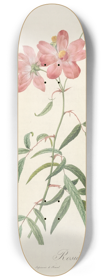 Pierre Joseph Redout - Rosa Longifolia 8.25 inch art skate deck