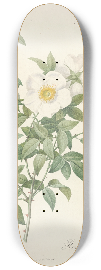 Pierre Joseph Redout - Rosa Nivea 8.25 inch art skate deck