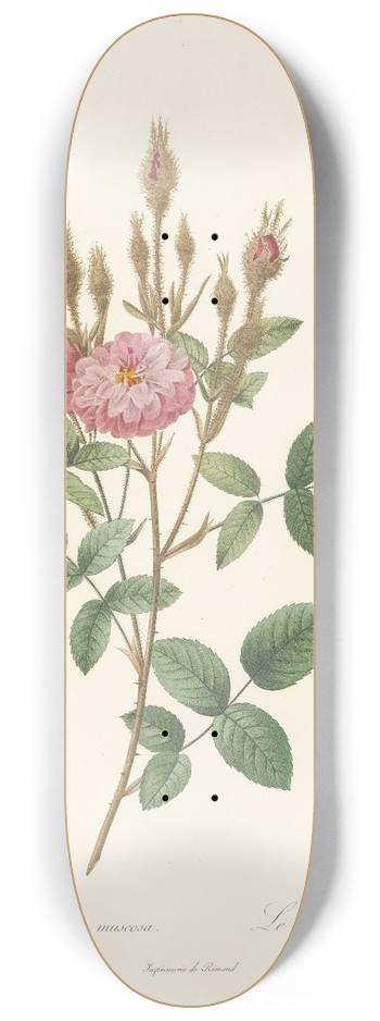 Pierre Joseph Redout - Rosa Pomponiana Muscosa 8.25 inch art skate deck