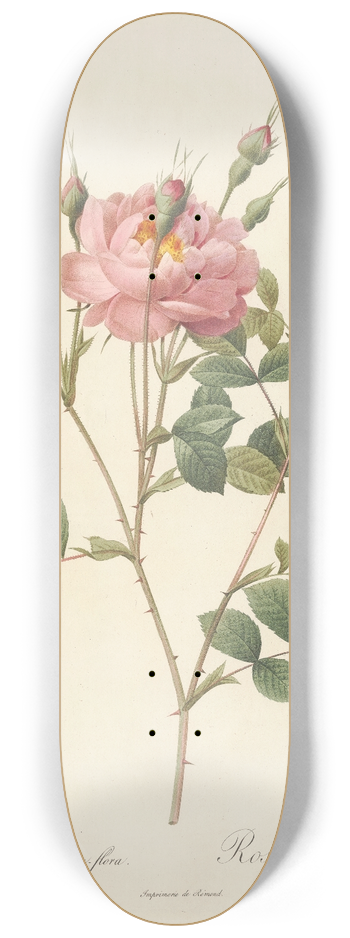 Pierre Joseph Redout - Rosa Rubiginosa Anemone-Flora 8.25 inch art skate deck