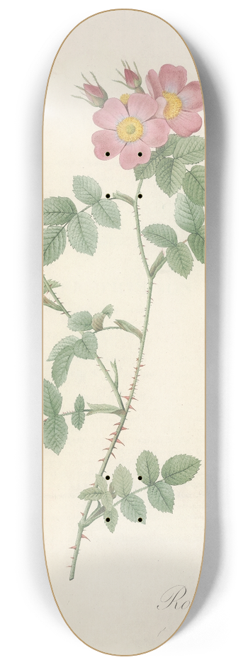 Pierre Joseph Redout - Rosa Rubiginosa Triflora 8.25 inch art skate deck