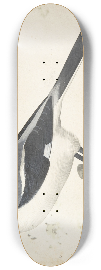 Pieter Holsteyn II - A Great Grey Shrike 8.25 inch art skate deck