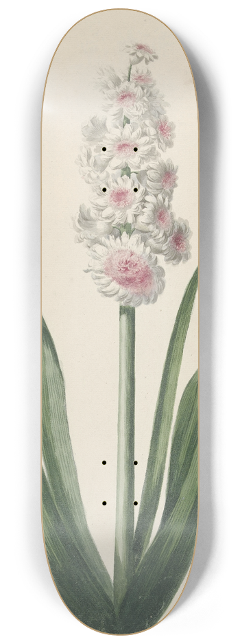 Pieter van Loo - Bloeiende hyacint 8.25 inch art skate deck
