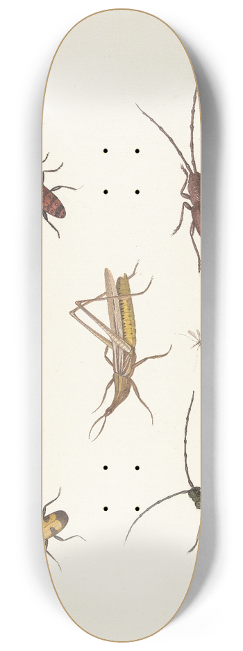 Pieter Withoos - A Sheet with Seven Different Insects 8.25 inch art skate deck