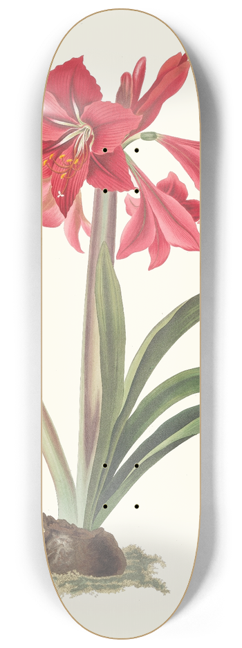 Priscilla Susan Bury - Amaryllis Johnsoni. 8.25 inch art skate deck