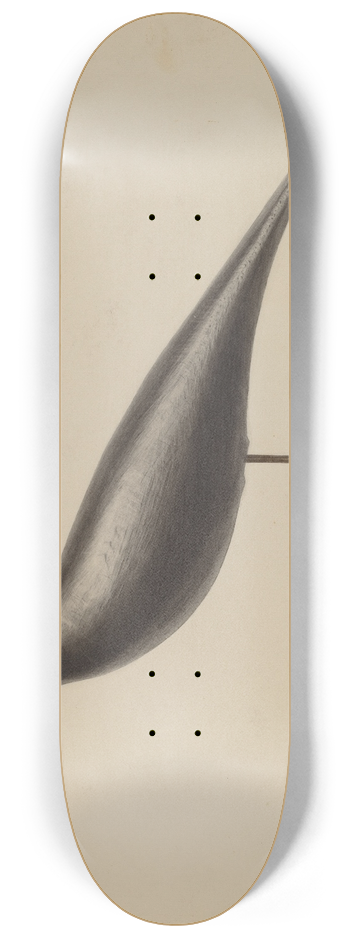 Roberta Spicer - Decoy 8.25 inch art skate deck
