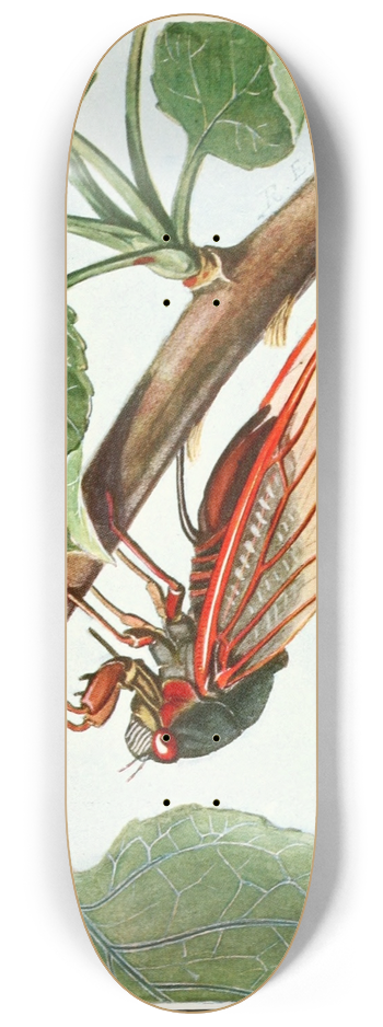 Robert Evans Snodgrass - Periodical Cicada 8.25 inch art skate deck