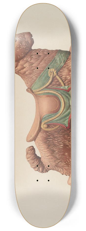 Robert Pohle - Carousel Rabbit 8.25 inch art skate deck