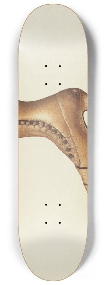 Robert Pohle - Shop Sign 8.25 inch art skate deck