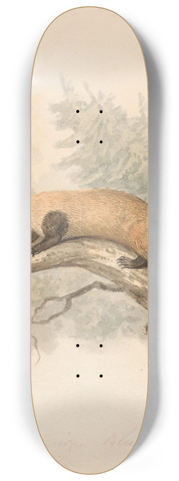 Samuel Howitt - Polecat 8.25 inch art skate deck