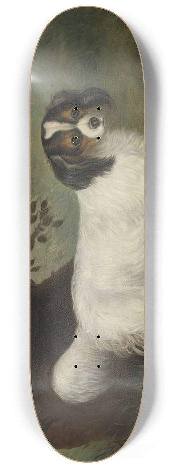 Samuel Spode - King Charles Spaniel 8.25 inch art skate deck