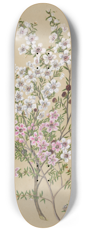 Sarah Featon - Manuka 8.25 inch art skate deck