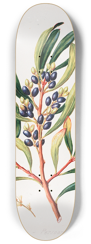 Sarah Featon - Toronia toru 8.25 inch art skate deck