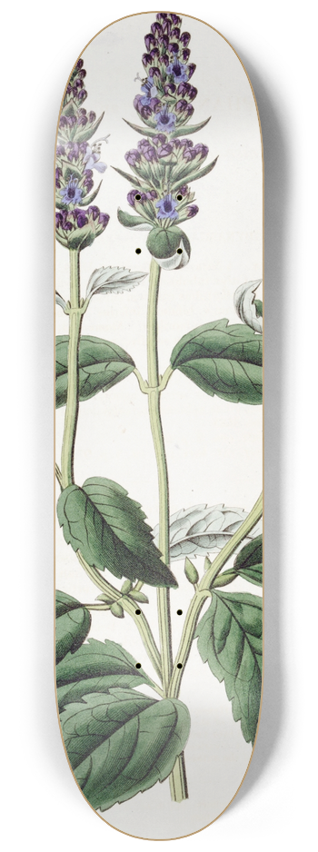 Sydenham Edwards - Anise-scented Lophanthus 8.25 inch art skate deck