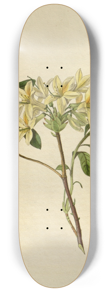 Sydenham Edwards - Azalea Seymouri 8.25 inch art skate deck