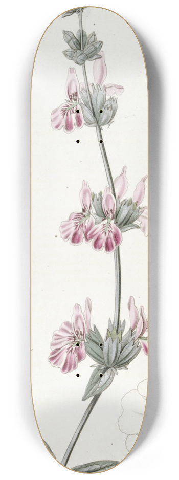 Sydenham Edwards - Bladdery Stachys 8.25 inch art skate deck