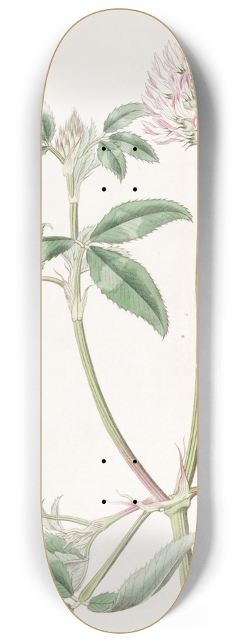 Sydenham Edwards - Bladdery Trefoil 8.25 inch art skate deck