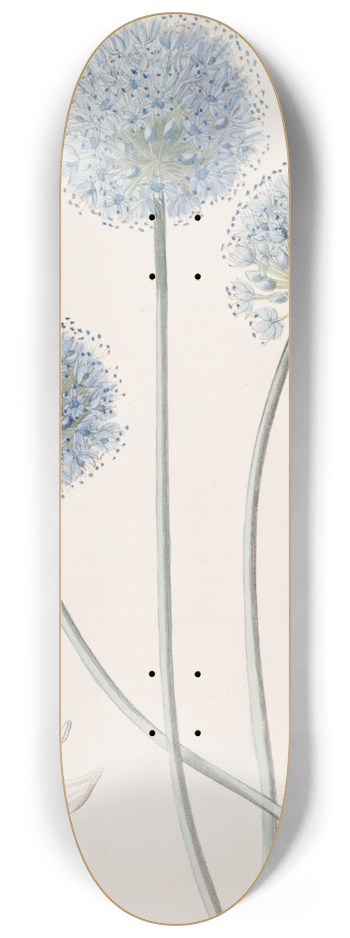 Sydenham Edwards - Blue Leek 8.25 inch art skate deck