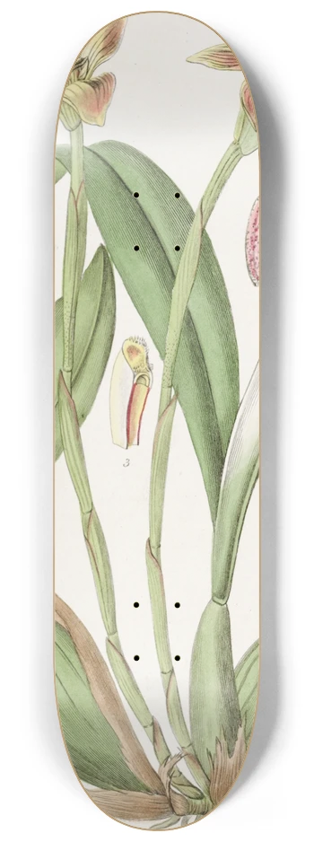 Sydenham Edwards - Blunt-petalled Trigonidium 8.25 inch art skate deck