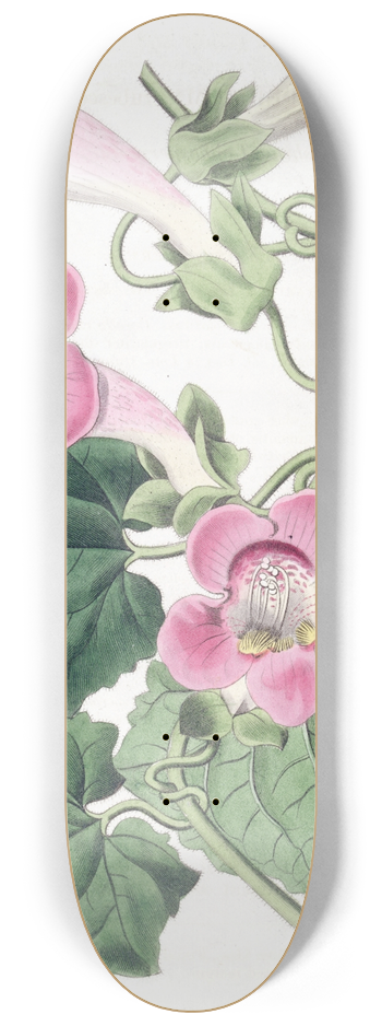Sydenham Edwards - Blushing lophospermum 8.25 inch art skate deck