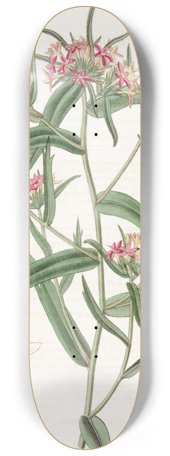 Sydenham Edwards - Brick-red Collomia 8.25 inch art skate deck