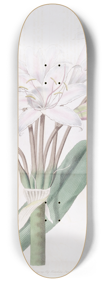 Sydenham Edwards - Broad-leaved Crinum 8.25 inch art skate deck