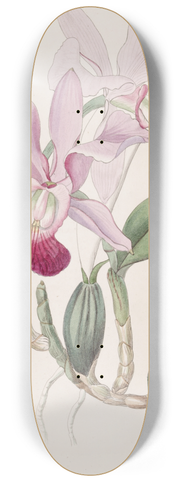 Sydenham Edwards - Bulbous Cattleya 8.25 inch art skate deck