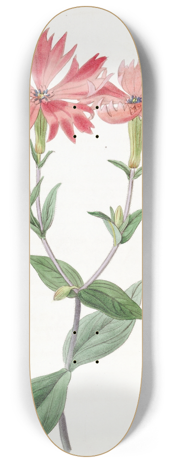 Sydenham Edwards - Bunges Lychnis 8.25 inch art skate deck