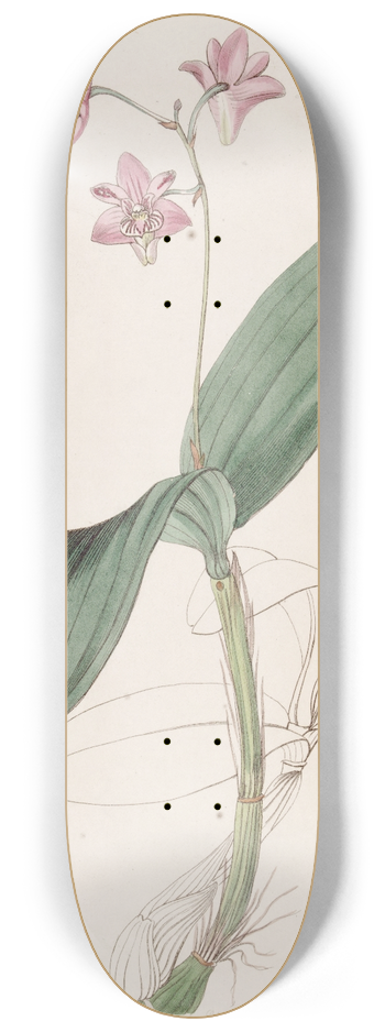 Sydenham Edwards - Captain Kings Dendrobium 8.25 inch art skate deck