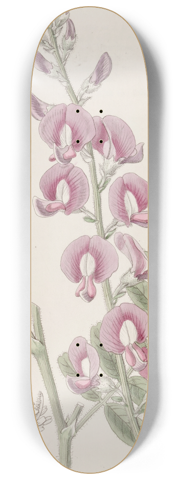 Sydenham Edwards - Capt. Greys Swainsona 8.25 inch art skate deck