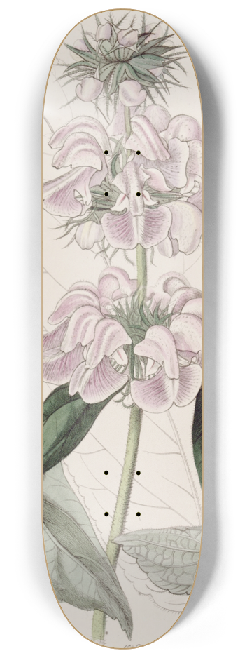 Sydenham Edwards - Cashmere Phlomis 8.25 inch art skate deck