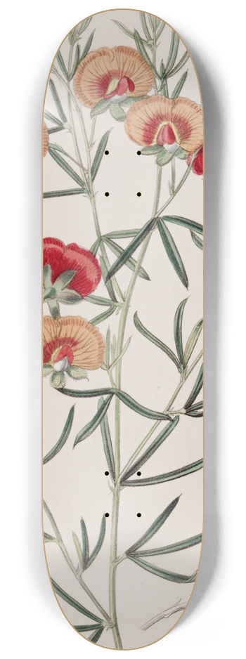 Sydenham Edwards - Changeable Gompholobium 8.25 inch art skate deck