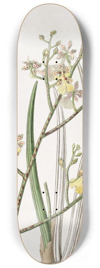 Sydenham Edwards - Chive-leaved Oncidium 8.25 inch art skate deck