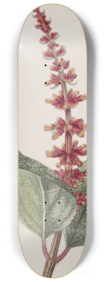 Sydenham Edwards - Close-flowered Sage 8.25 inch art skate deck