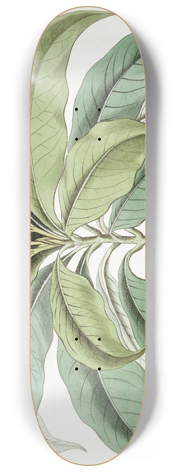 Sydenham Edwards - Close-flowered Tabernaemontana 8.25 inch art skate deck