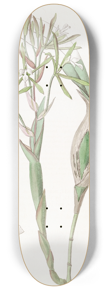 Sydenham Edwards - Club-stemmed Epidendrum 8.25 inch art skate deck