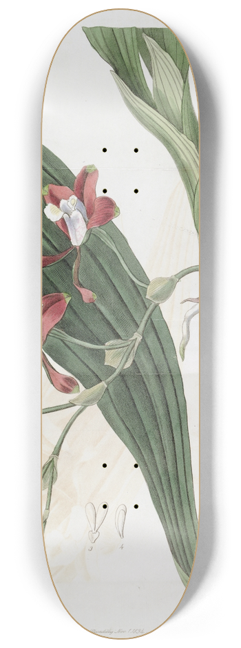 Sydenham Edwards - Colleys Batemannia 8.25 inch art skate deck