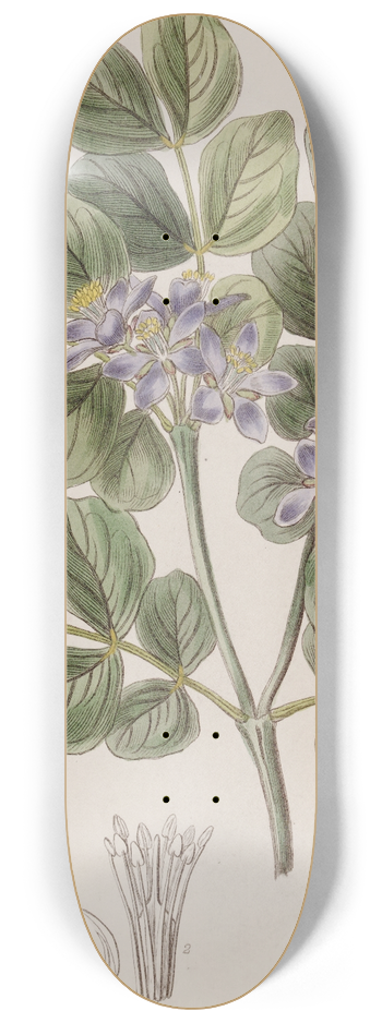 Sydenham Edwards - Common Lignum Vitae 8.25 inch art skate deck