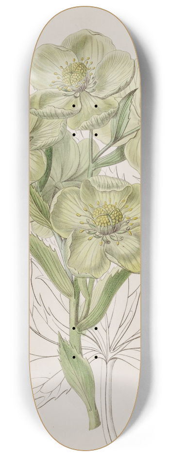 Sydenham Edwards - Corsican Hellebore 8.25 inch art skate deck