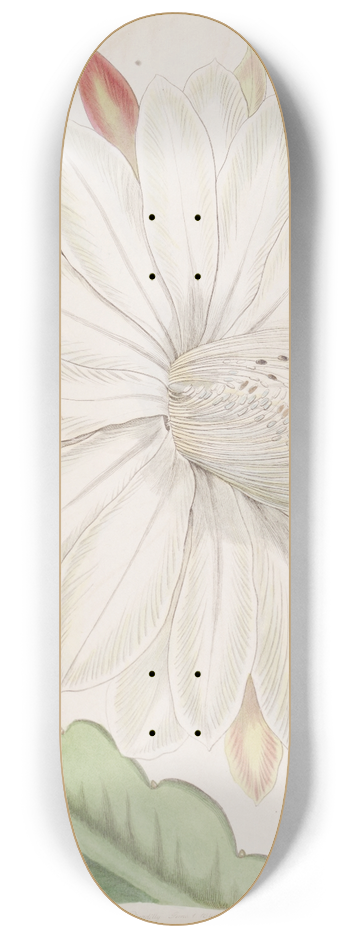 Sydenham Edwards - Crenated Torch Thistle 8.25 inch art skate deck